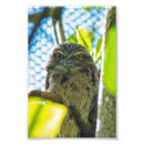 Search for brown owl posters Tree