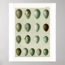Search for bird eggs posters Natural