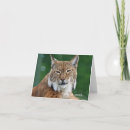 Search for bobcats cards Cute