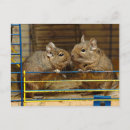 Search for caged postcards Cute