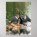 Search for anhingas posters Animals