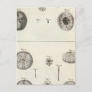 Search for echinoderms postcards Sea