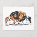 Search for ckc postcards Cavalier king charles spaniel