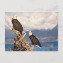 Search for steve kazlowski postcards Predator