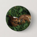 Search for lying down badges Foal
