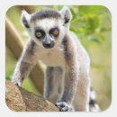 Search for ring tailed lemur stickers Animal