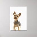 Search for yorkshire terrier canvas prints Animal