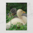 Search for ducklings postcards Animals