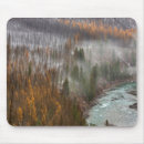 Search for trees in fog mouse mats Autumn