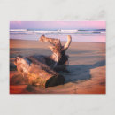 Search for log postcards Driftwood