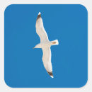 Search for seagull flying stickers Wildlife