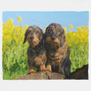 Search for dachshund blankets Funny