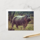 Search for hippo postcards Nature