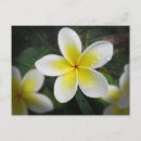 Search for yellow blossoms postcards Nature