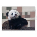 Search for big bear cards Friends