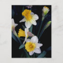 Search for white daffodil postcards Photography