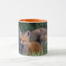 Search for kit mugs Young animal
