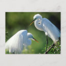 Search for breed horizontal postcards Bird