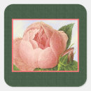 Search for cabbage rose stickers Vintage