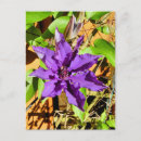 Search for clematis postcards Photography