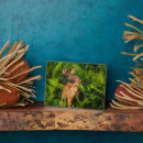 Search for danita delimont plaques Fawn