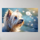 Search for yorkshire terrier posters Pet