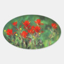 Search for indian paintbrush stickers Castilleja