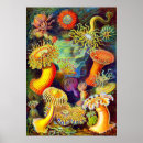 Search for anemones posters Vintage