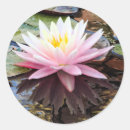 Search for waterlily stickers Monet