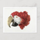 Search for macaws horizontal postcards Red