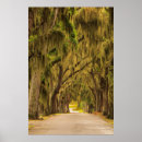 Search for oaks posters Road