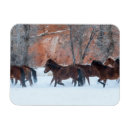 Search for herd magnets Farm