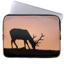 Search for gavriel jecan electronics Wildlife
