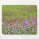 Search for daucus Wildflower