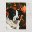 Search for headshot postcards Autumn