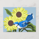 Search for blue jay postcards Wild birds