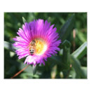 Search for bee image posters Daisy