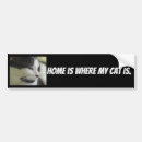 Search for kitten bumper stickers Feline