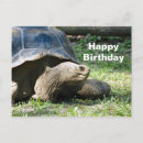 Search for happy reptile postcards Turtle