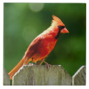 Search for cardinal tiles Red