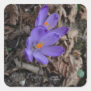 Search for purple crocus stickers Bloom