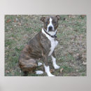 Search for mutt posters Breed