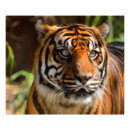 Search for tiger eyes posters Africa