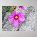 Search for lavender posters Spiritual