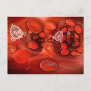 Search for corpuscle Biomedical illustrations