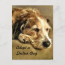 Search for adopt vertical postcards Shelter
