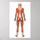 Search for physiological posters Muscle