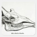 Search for animal skull stickers Head