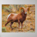 Search for big horn posters Wildlife