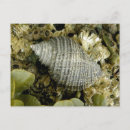 Search for snail postcards Mollusk